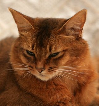 Stacym Somalis Stacym Somalis